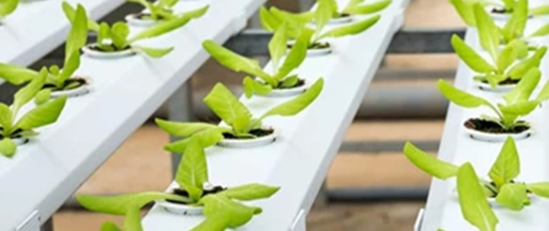 From Seed to Harvest
